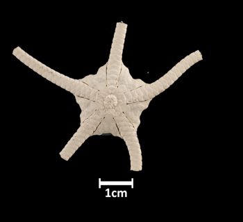 Media type: image; Invertebrate Zoology OPH-577 Aspect: ventral